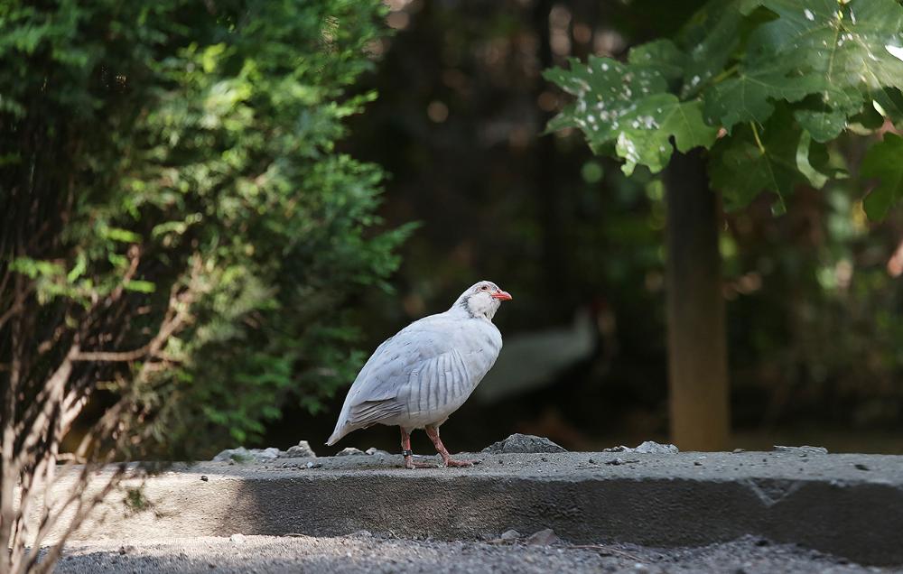 Imagen El aviario del Parque Peñalba acoge 15 especies de aves diferentes