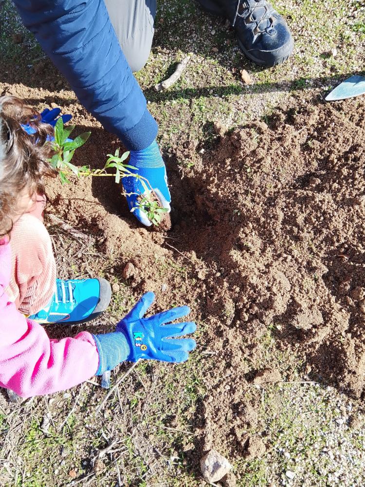 Imagen Casi cien ejemplares de árboles y arbustos plantados este fin de semana en la celebración del Día Internacional contra el Cambio Climático