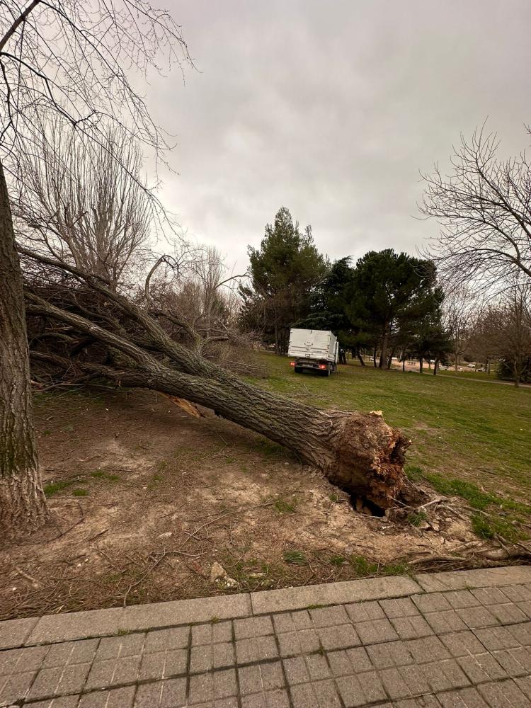 Imagen Las fuertes rachas de viento registradas el fin de semana causan diversos destrozos en el arbolado de Collado Villalba