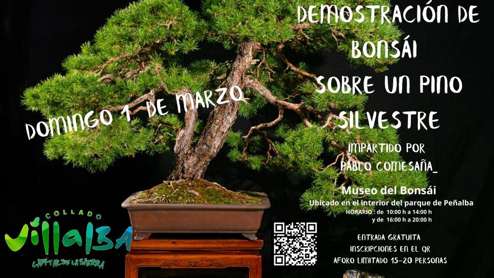 Imagen Demostración de bonsái sobre pino silvestre el próximo domingo en el...