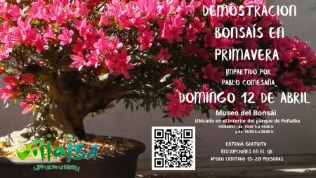 Imagen Demostración de bonsáis en Primavera este domingo