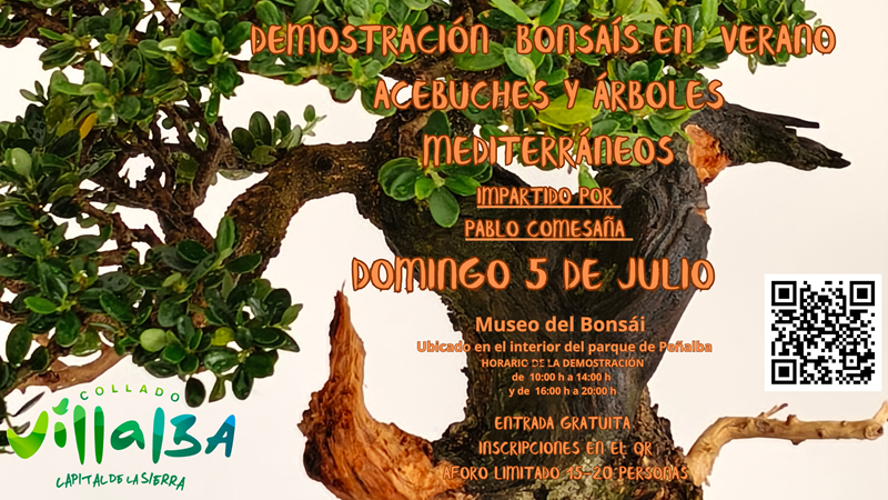 Imagen Collado Villalba acoge una demostración gratuita de bonsáis de acebuches y árboles mediterráneos en el Museo del Bonsái