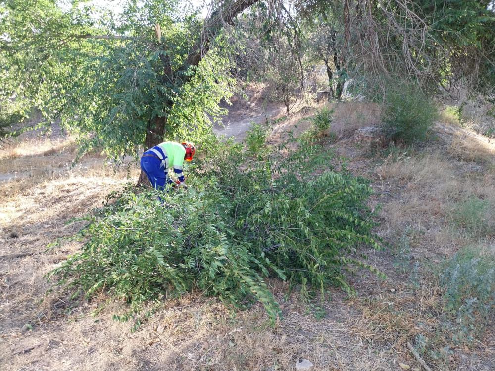 Imagen El área de Medio Ambiente tala los árboles y ramas dañados este fin de semana por el temporal de viento con el fin de evitar su caída